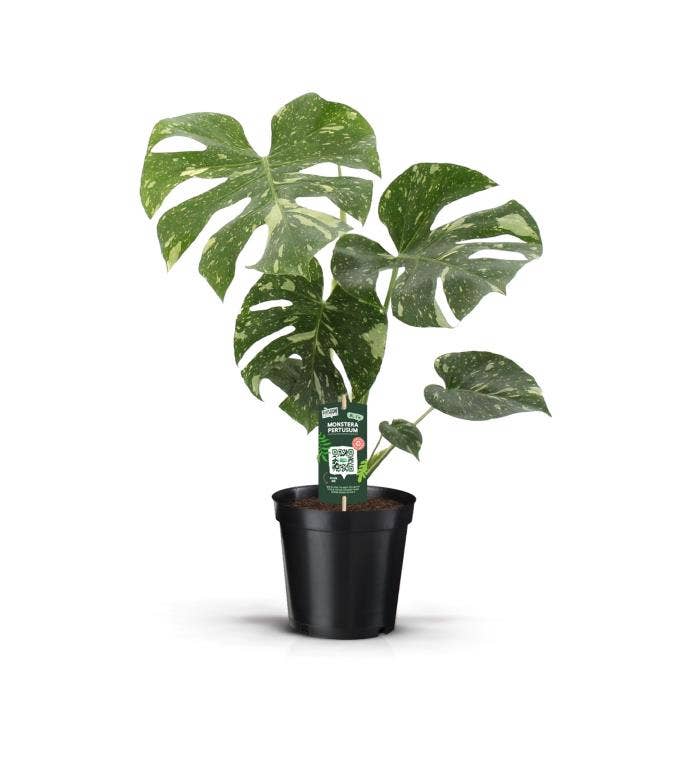 Monstera Thai Constellation