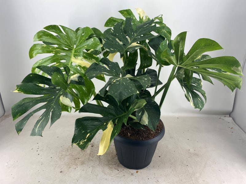 Monstera Thai Constellation