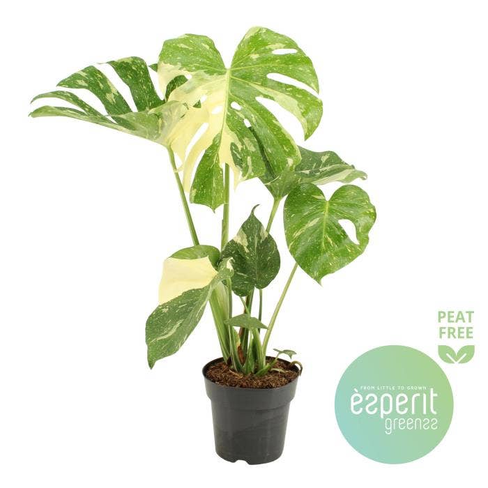Monstera Thai Constellation