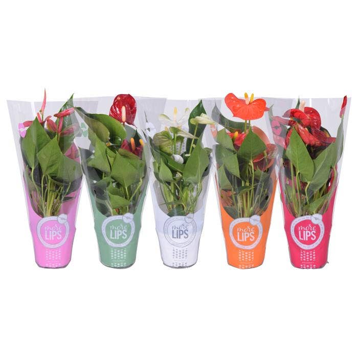 MoreLIPS Anthurium