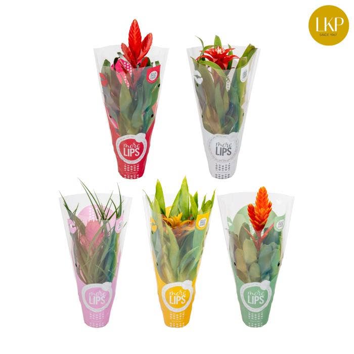 MoreLIPS Bromelia Adventure