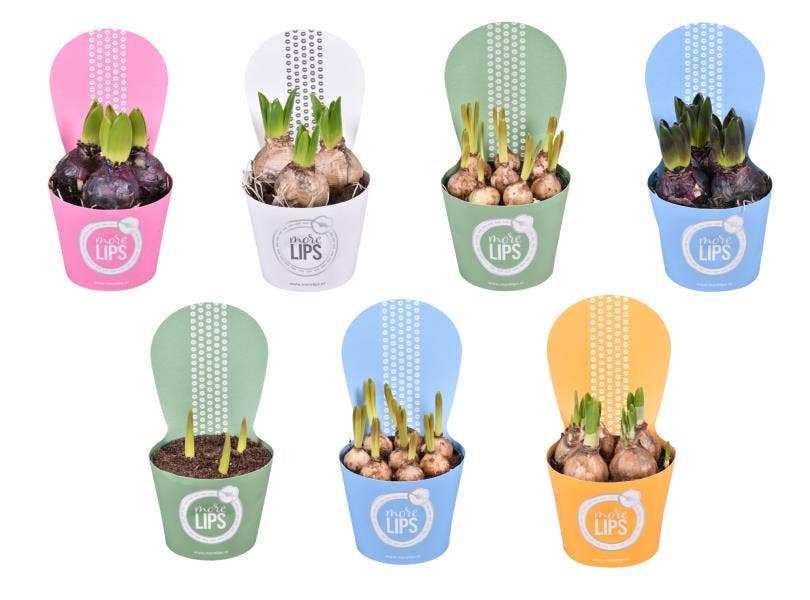 MoreLIPS Bulbs
