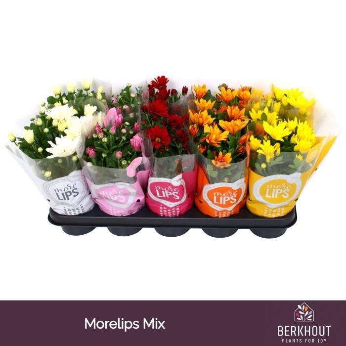 MoreLIPS Chrysant