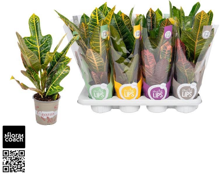 MoreLIPS Croton 