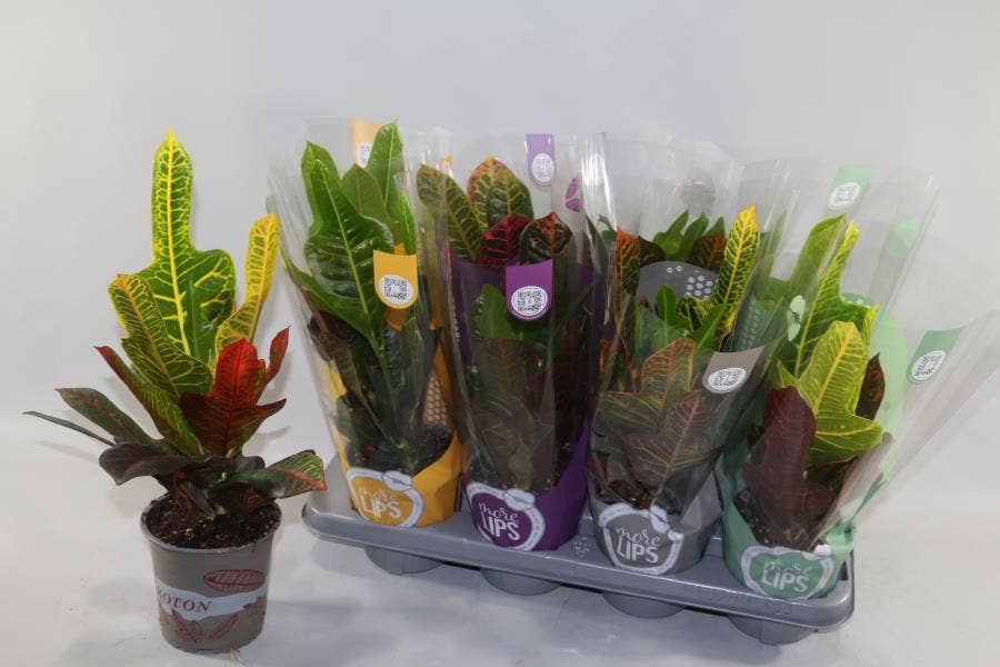 MoreLIPS Croton 