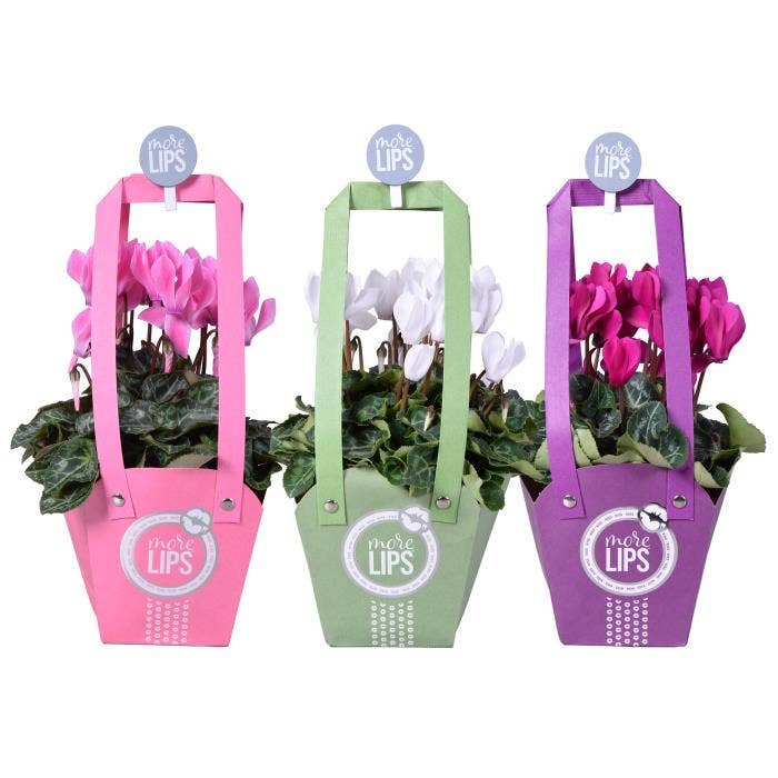 MoreLIPS Cyclamen