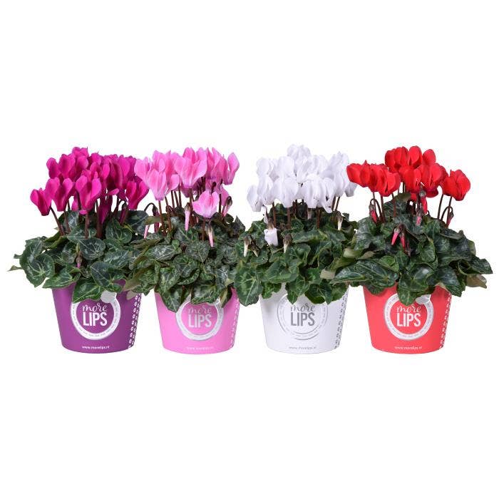MoreLIPS Cyclamen