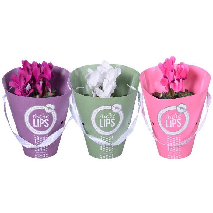 MoreLIPS Cyclamen