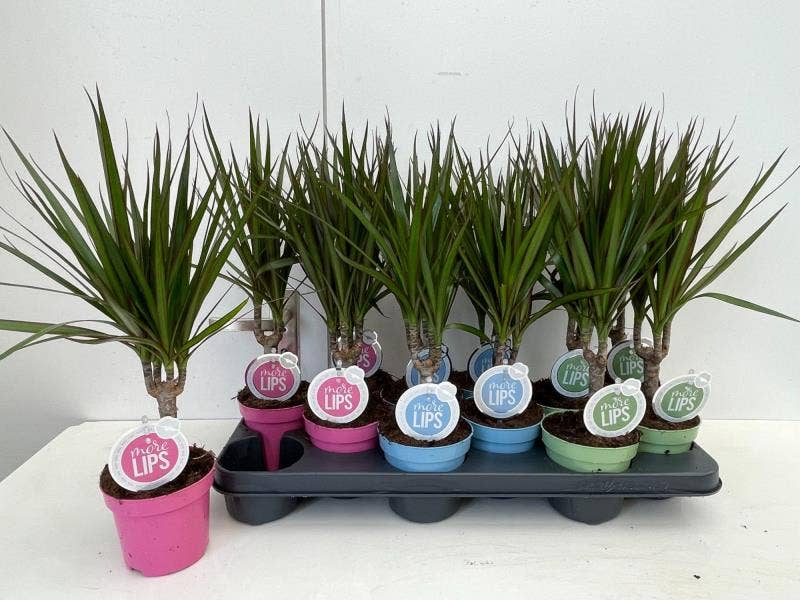 MoreLIPS Dracaena Marginata