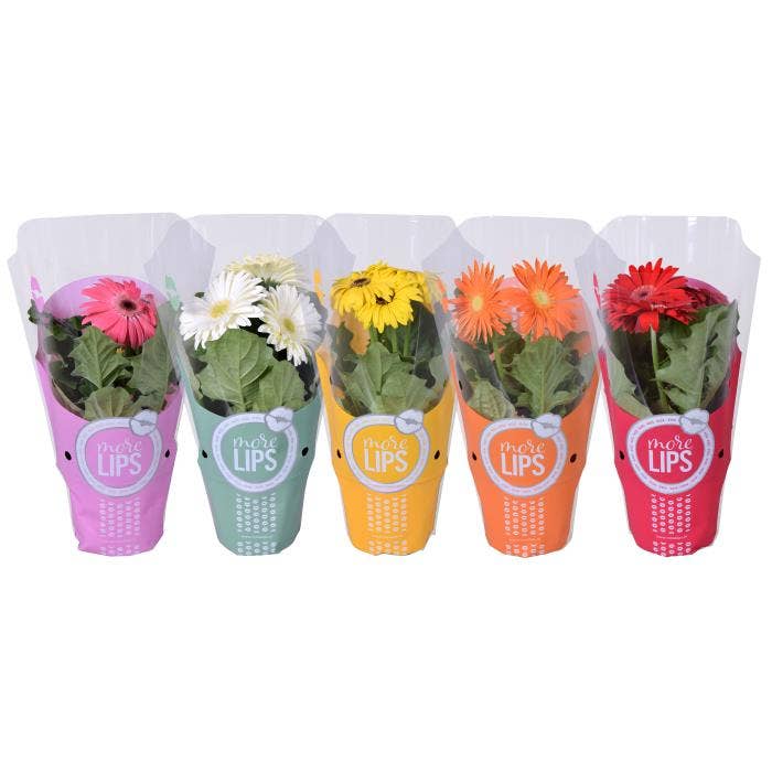 MoreLIPS Gerbera 