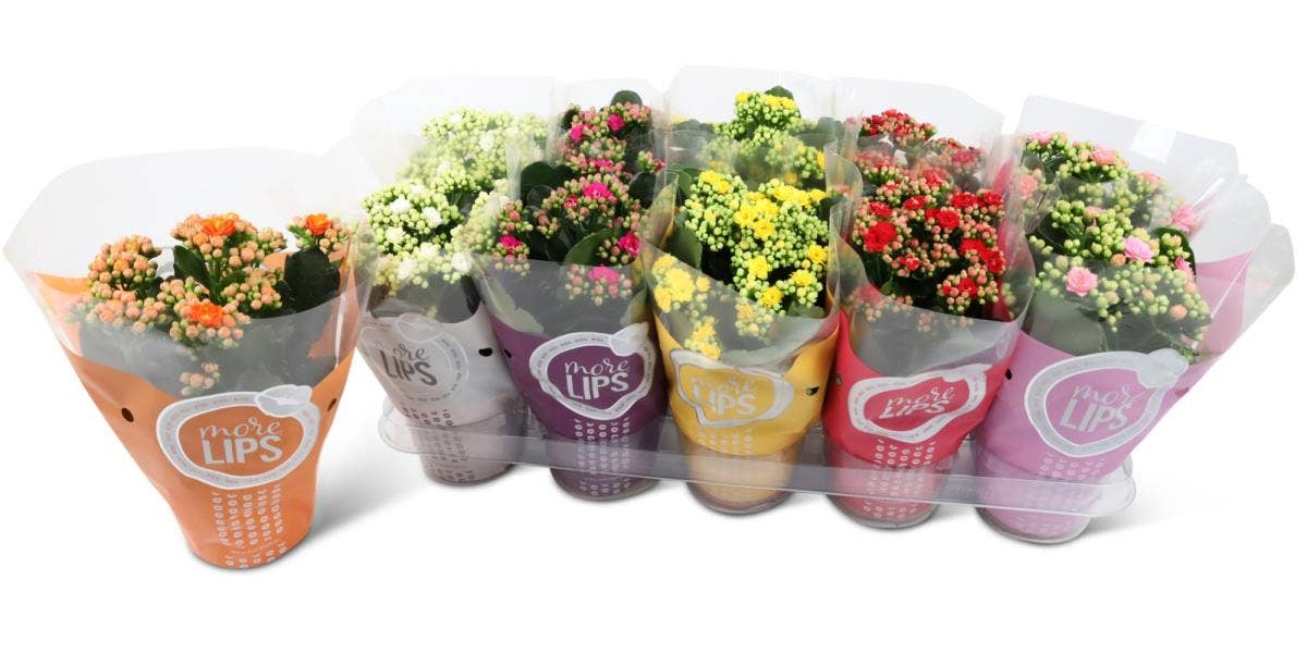MoreLIPS Kalanchoe blossfeldiana
