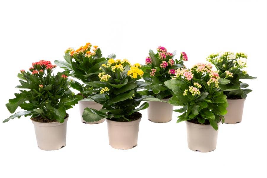MoreLIPS Kalanchoe double