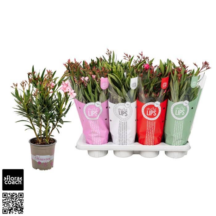 MoreLIPS Oleander