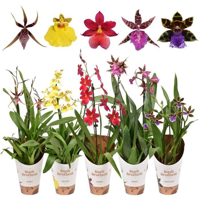 MoreLIPS Orchidee