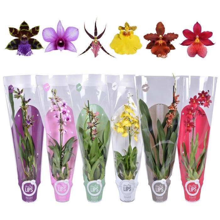 MoreLIPS Orchids