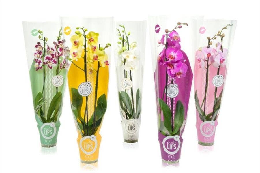 MoreLIPS phalaenopsis