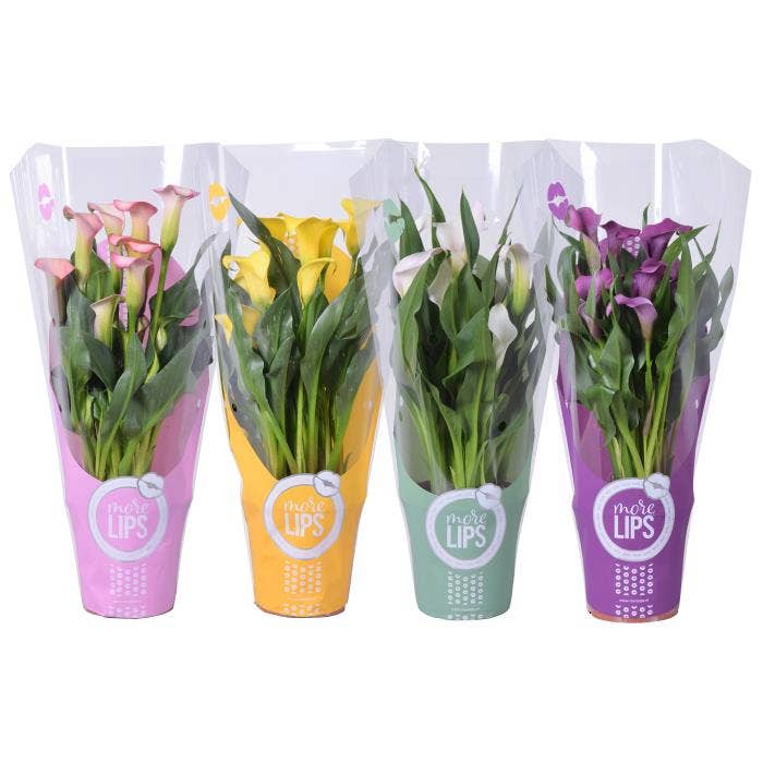 MoreLIPS Zantedeschia
