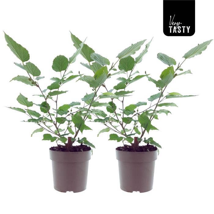 Morus alba 'Dolce Vita'