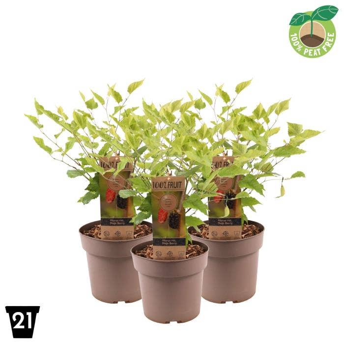 Morus Mojo Berry