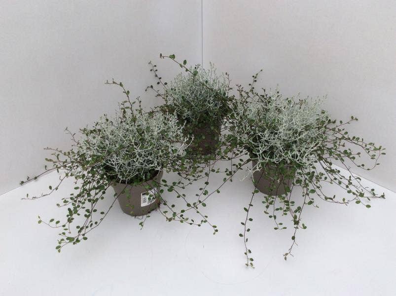 Muehlenbeckia & Calocephalus Twin
