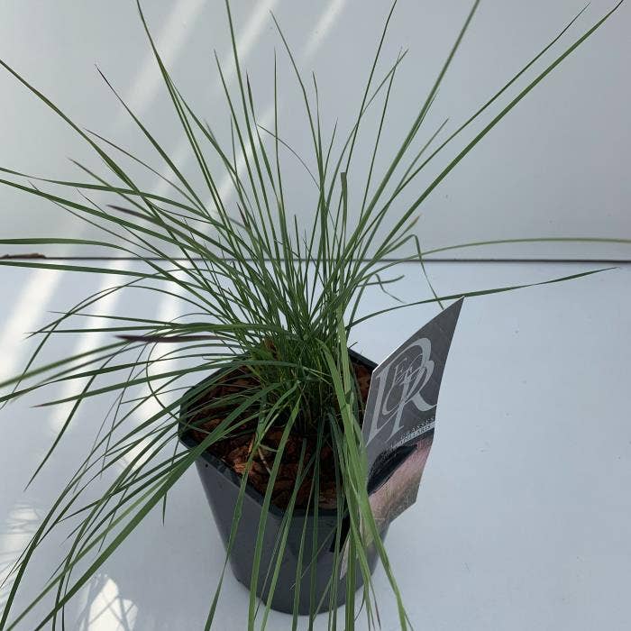 Muhlenbergia 'Capillaris'