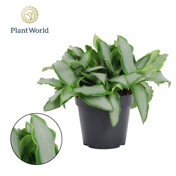 Murdannia Bright Star