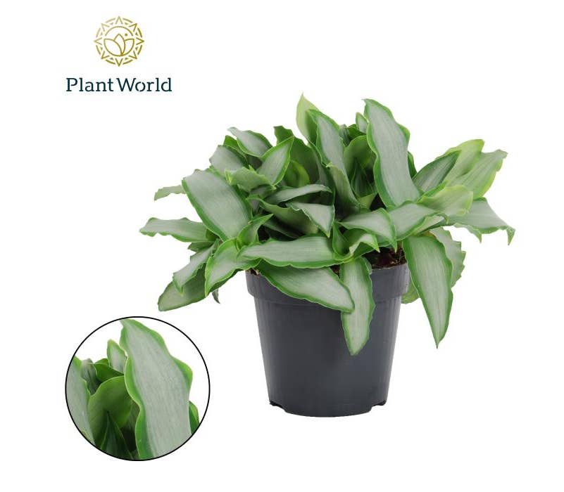 Murdannia Bright Star