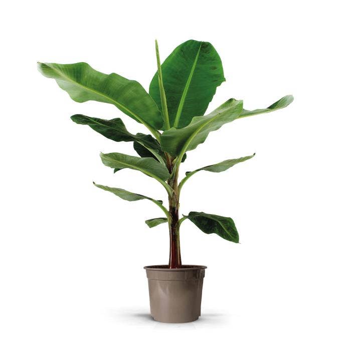 Musa Dwarf Cavendish