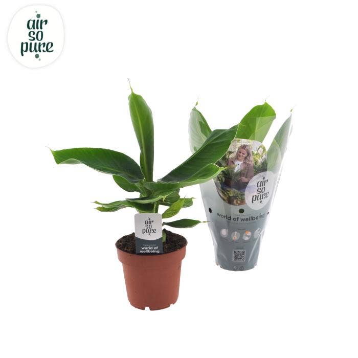 Musa Oriental Dwarf in Intenz Kraft