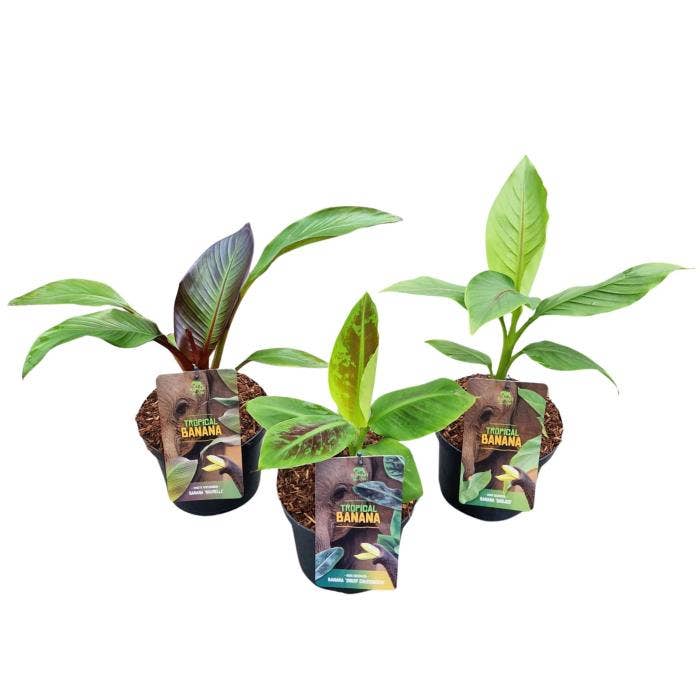 Musa 'Tropical Banana'