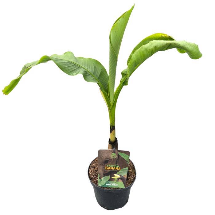 Musa 'Tropical Banana'