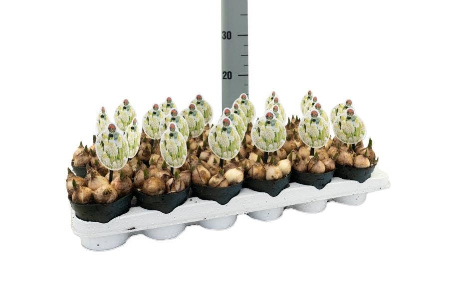 Muscari 'Casablanca'