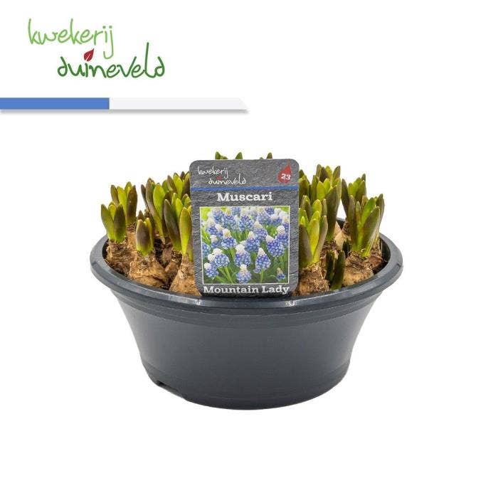 Muscari Mountain Lady 