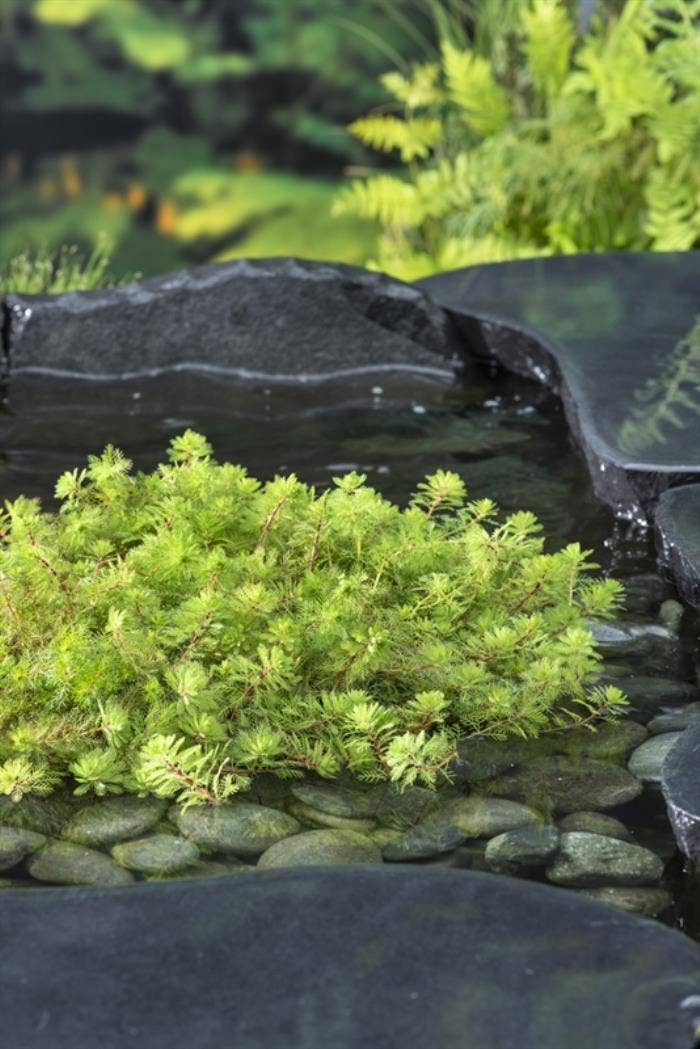 Myriophyllum rubricaule