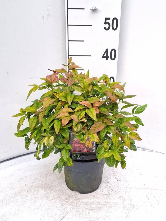 Nandina dom. 'Blush Pink'