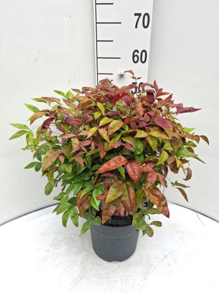 Nandina dom. 'Blush Pink'