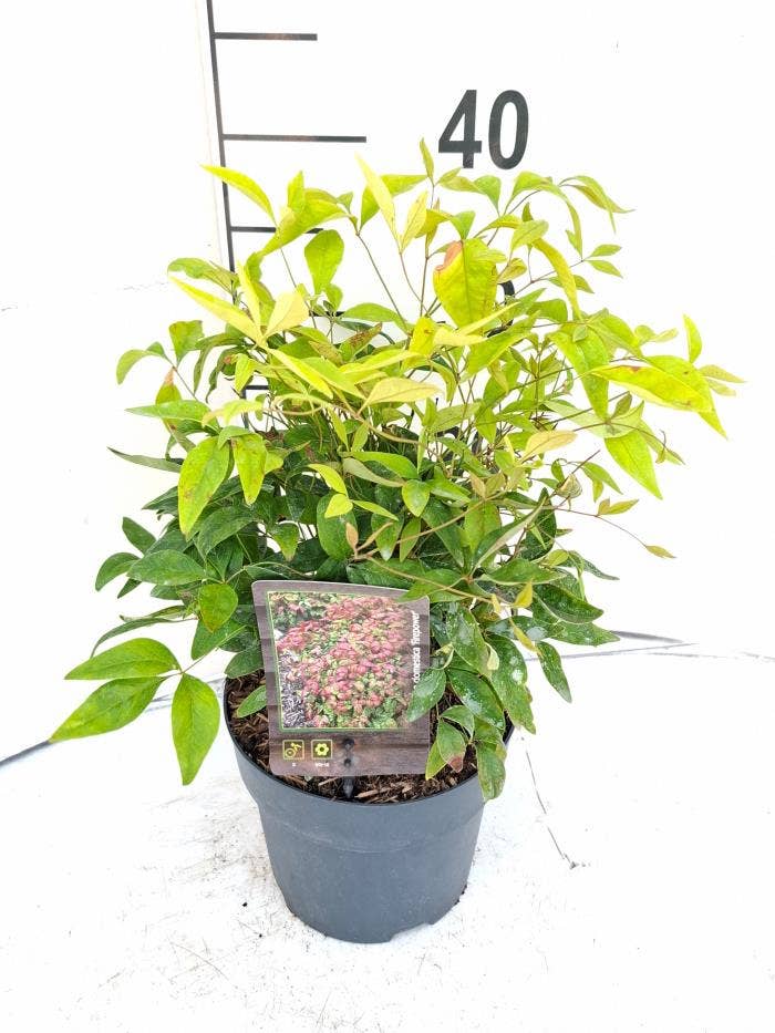 Nandina dom. 'Firepower'