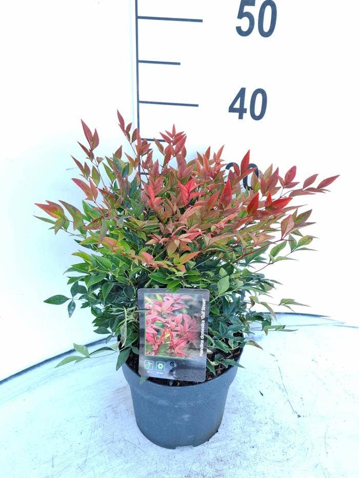Nandina dom. 'Gulf Stream'