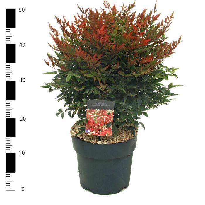Nandina dom. 'Gulfstream'