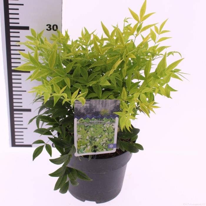 Nandina dom. 'Lemon and Lime'