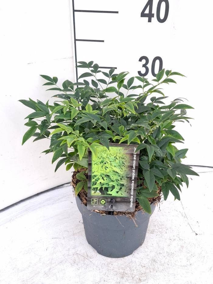 Nandina dom. 'Lemon and Lime'