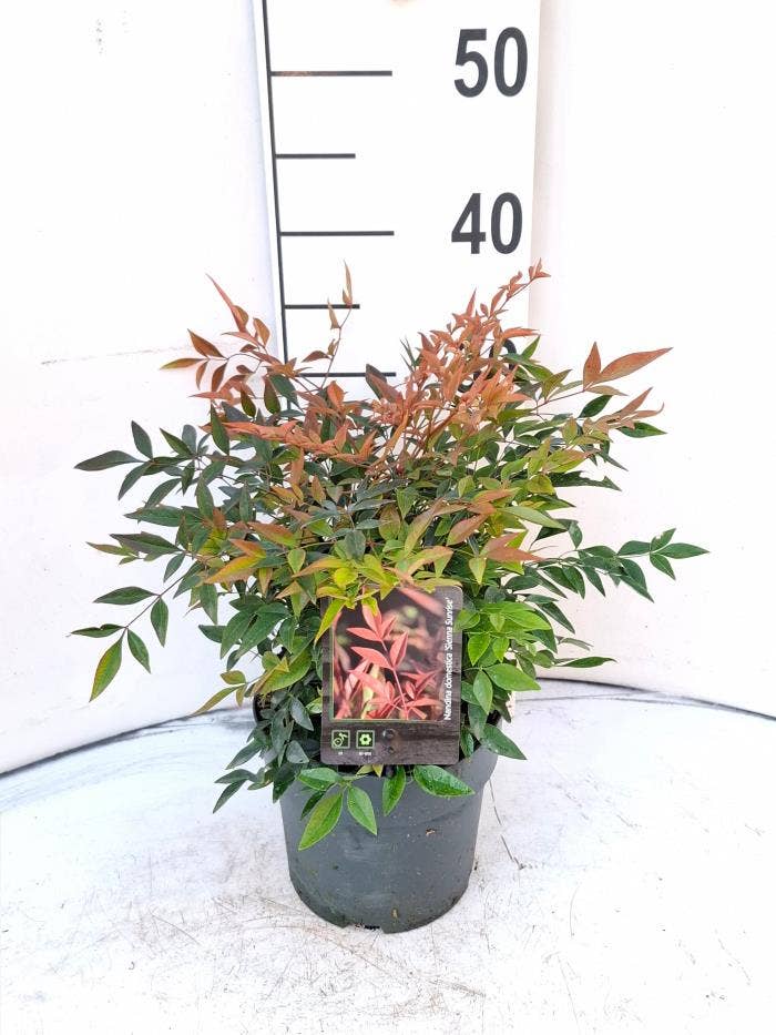 Nandina dom. 'Magical Sunrise'
