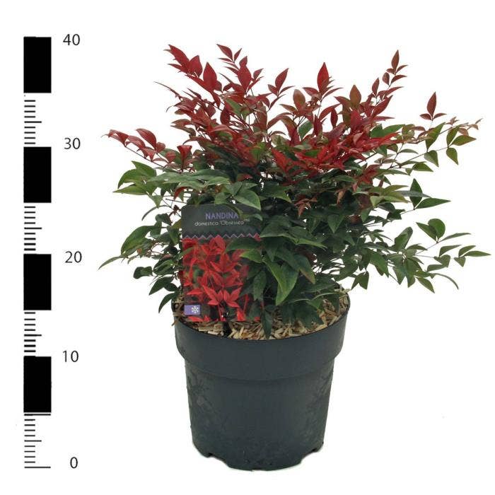 Nandina dom. 'Obsessed'