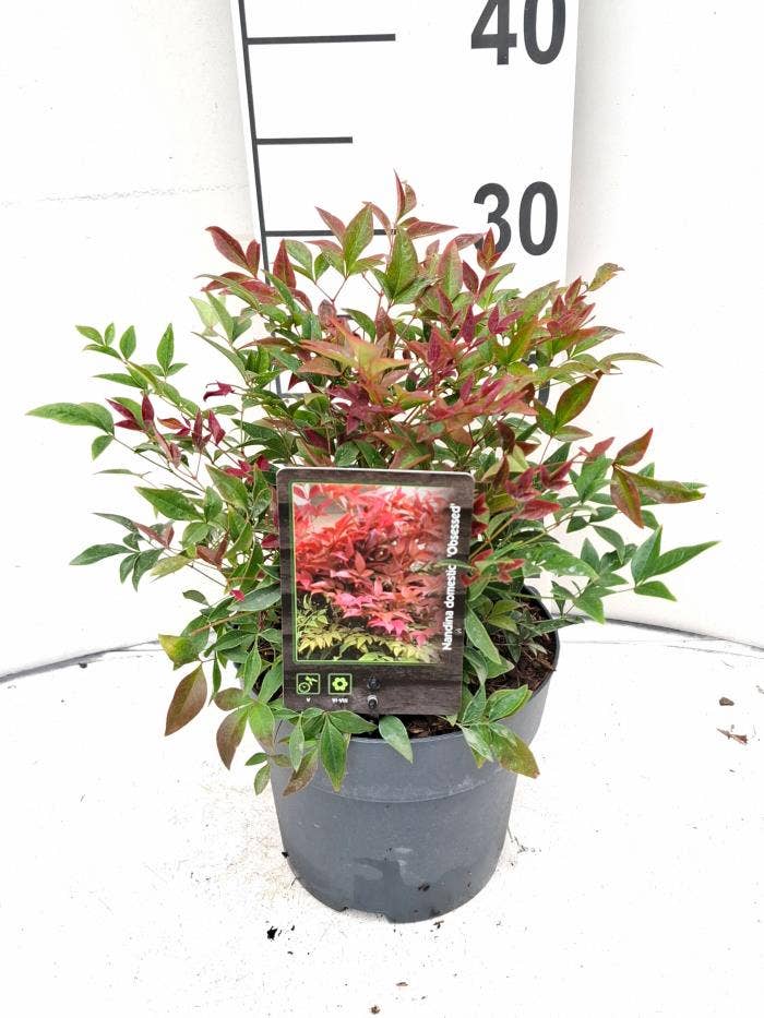 Nandina dom. 'Obsessed'