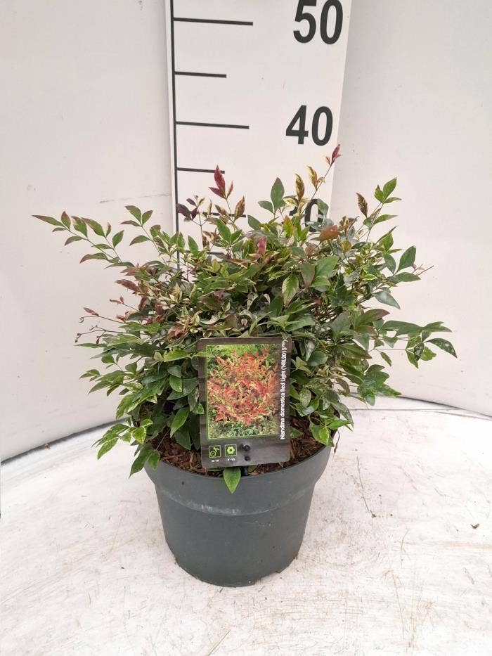 Nandina dom. 'Red Light'