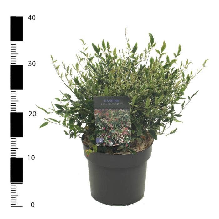 Nandina dom. 'Twilight'