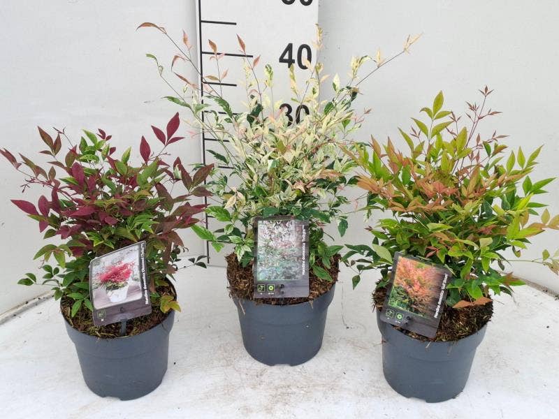 Nandina domestica 