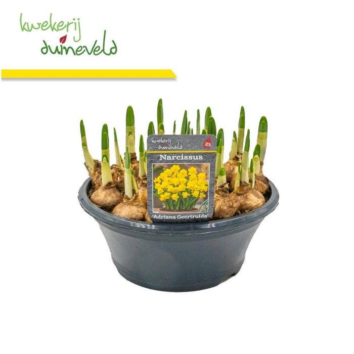 Narcis Adriana Geertruida