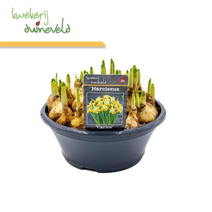 Narcis Carice