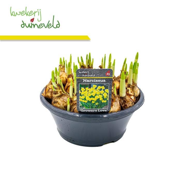 Narcis Growers Love
